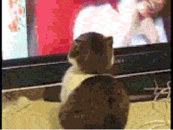 Cat-watching-tv-gif.gif
