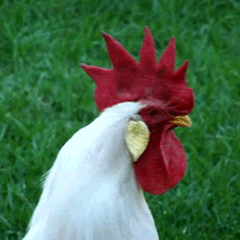 rooster-01.gif