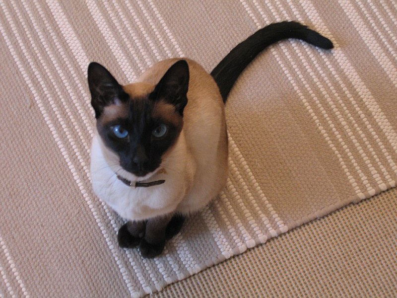 800px-Siamese_cat_sitting.jpg