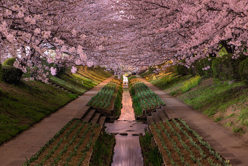 cherry-blossoms-in-bloor-yokohama-japan-hanami.jpg