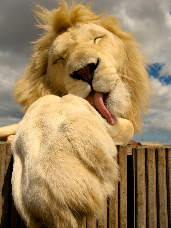close-up-of-lion-licking-paw.jpg