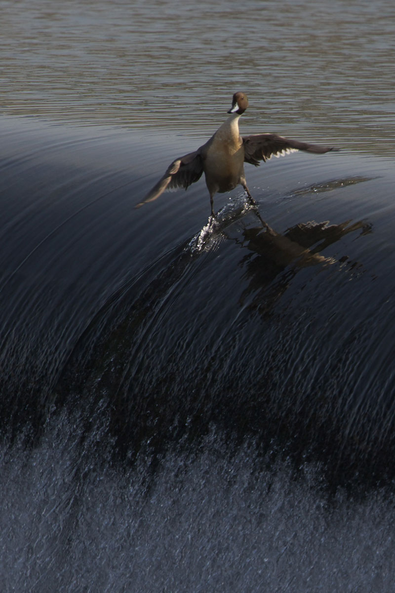 surding-duck.jpg