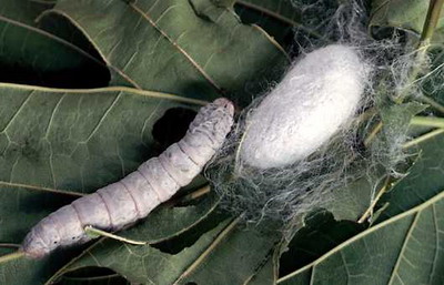 silkworm.jpg