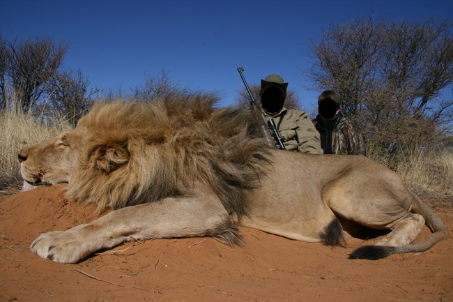 trophy-hunted-lion.jpg