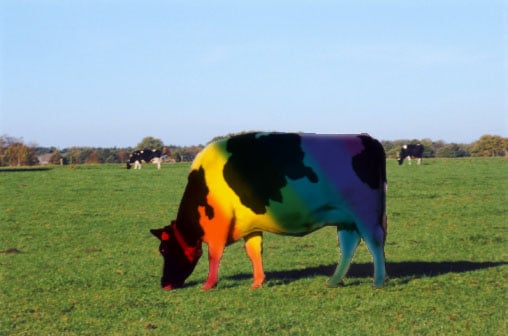 Gay_pride_cow_by_angrygothdude.jpg