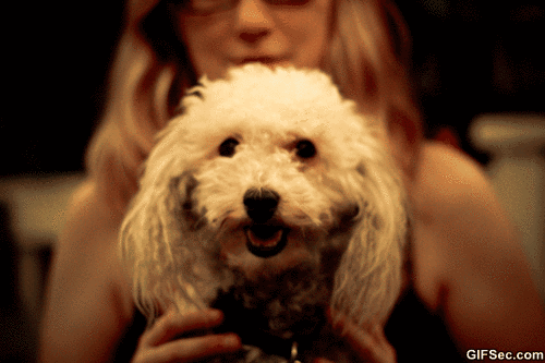 Deal-with-it-Dog-gif.gif