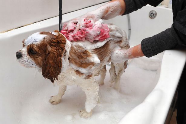 A%20Cavalier%20King%20Charles%20Spaniel%20pictured%20having%20a%20wash%20and%20go%20at%20Pretty%20Paws%20dog%20spa%20in%20Holmfirth,%20West%20Yorkshire