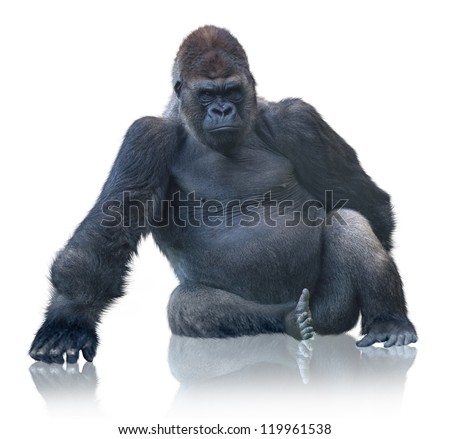 stock-photo-silverback-gorilla-sitting-isolated-on-white-background-119961538.jpg