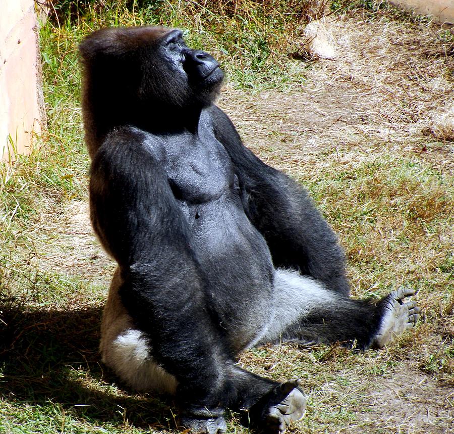 silver-back-gorilla-enjoying-the-sun-jason-milam.jpg