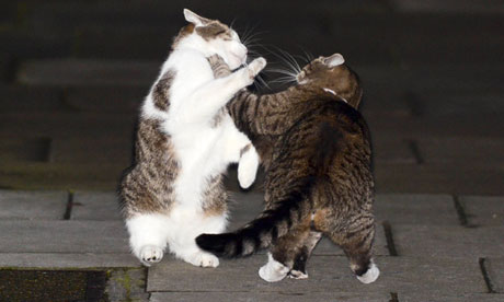 Downing-Street-cats-Larry-010.jpg