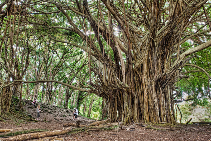 ancient-banyan-big-island-hawaii-james-brandon.jpg