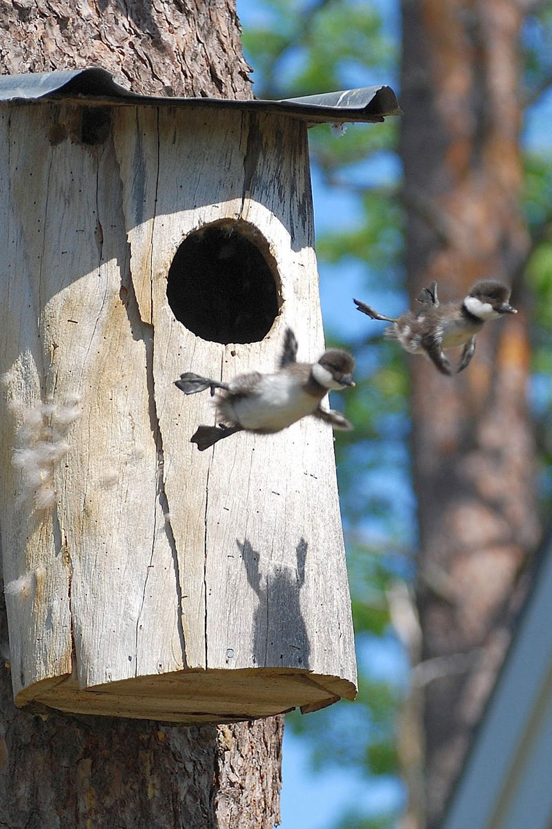 baby-common-goldeneye-ducks-leaving-nest-flying-for-first-time.jpg