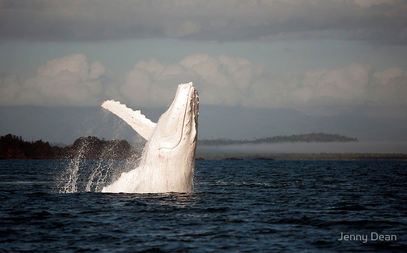 white-humpback-whale-albino-migaloo.jpg