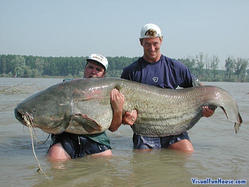 giant-catfish-caught-in-italy.jpg