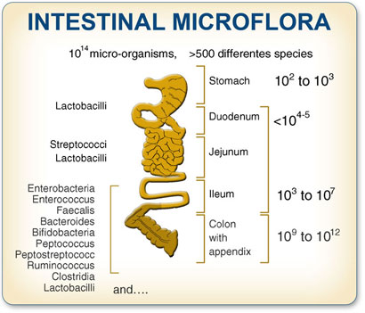 Intestinal-Microflora-Resistant-Starch.jpg