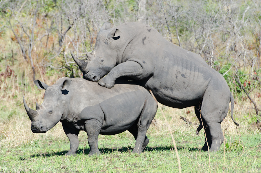 Rhinos-Mating-4.jpg