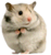hamster.png