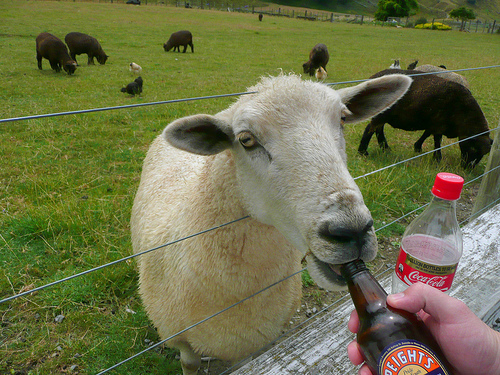drunk-sheep.jpg