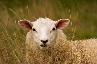 330px-A_sheep_in_the_long_grass.jpg
