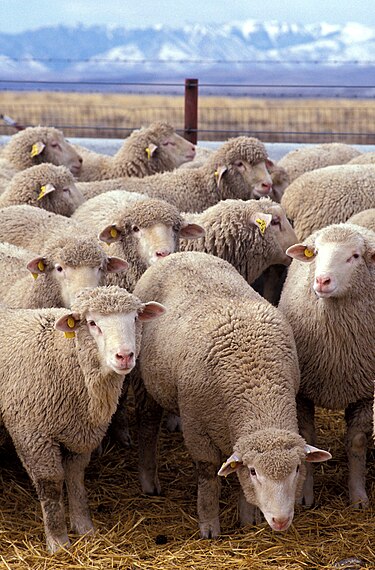 375px-Flock_of_sheep.jpg