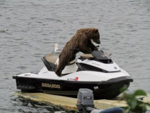 o-BEAR-facebook.jpg