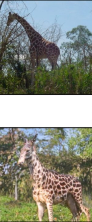 Screenshot_20230425_234052_Chrome.jpg