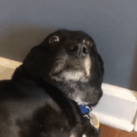 received_354128212006367.gif