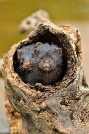 71106544-Mink-Mustela-vison-two-pups-captive-Minnesota-wildlife-Connection-Sandstone-Minnesota...jpg