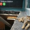 nyc street cat