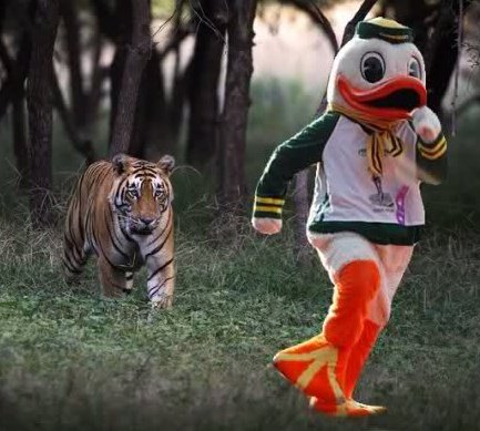 tiger-chases-O-Duck.jpg