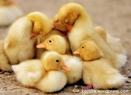 ducks-cute.jpg