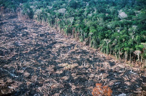 amazon_deforestation.jpg