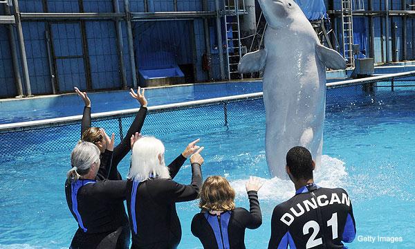 tim-duncan-white-wizard-beluga-whale.jpg