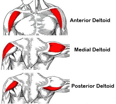 anatomical-deltoid-training_1426102159.jpg