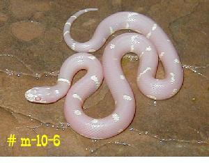 albino-snake-b.jpg