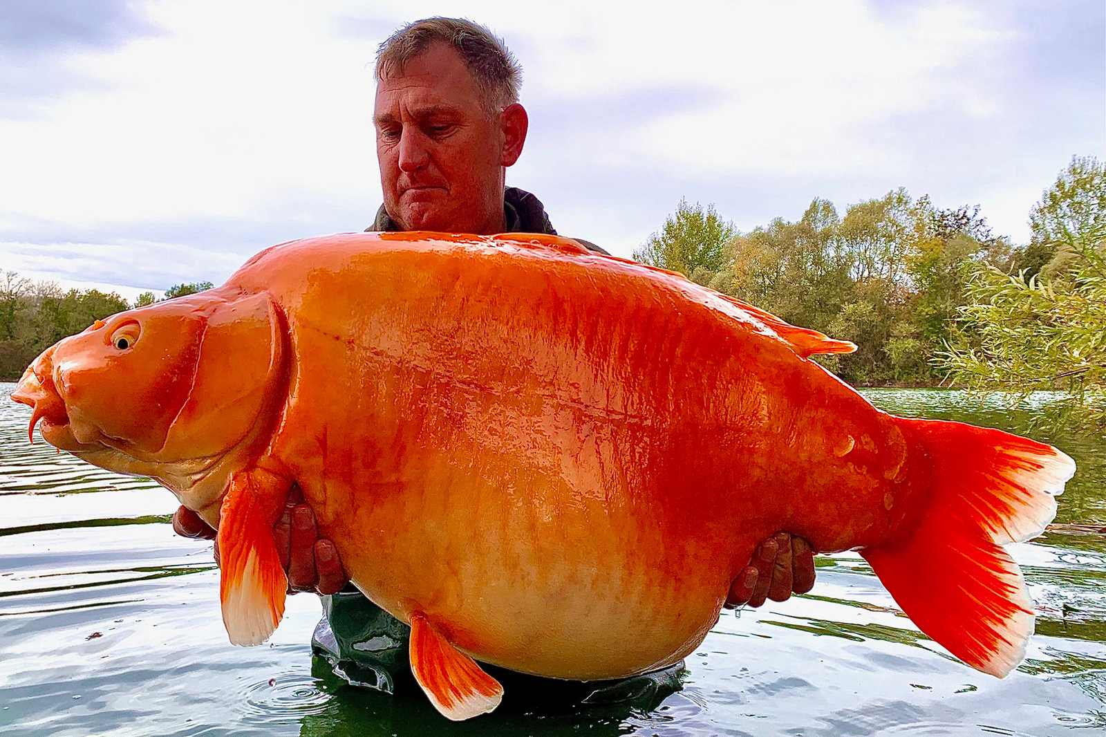 221123105542-fisherman-catches-giant-goldfish-restricted.jpg