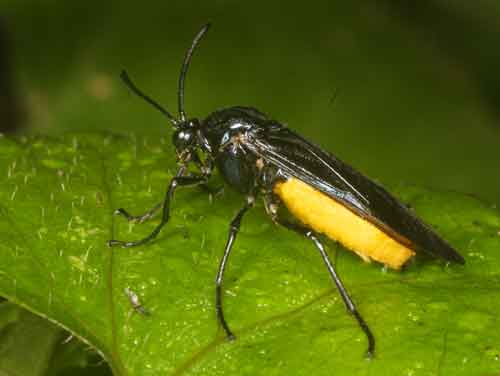 Argidae%20(sawfly).jpg