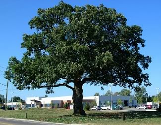 Oakville-Great-Oak-Tree-Summer.jpg