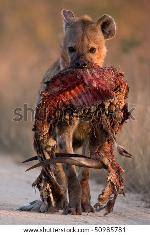 stock-photo-spotted-hyena-in-dirt-road-with-dropped-bushbuck-carcass-from-the-front-50985781.jpg