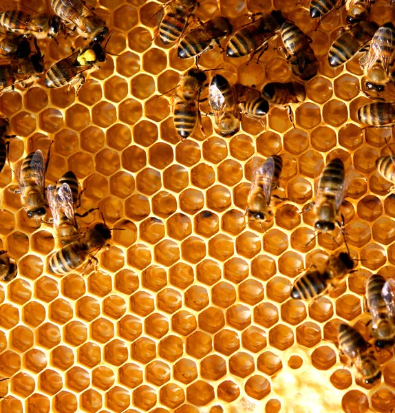dep_1802995-Honey-comb-and-a-bee.jpg