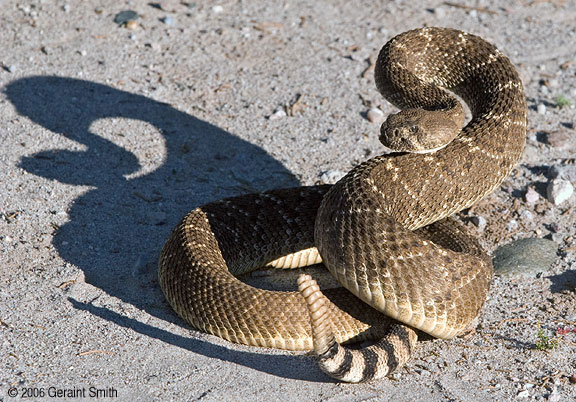 rattlesnake_6962.jpg