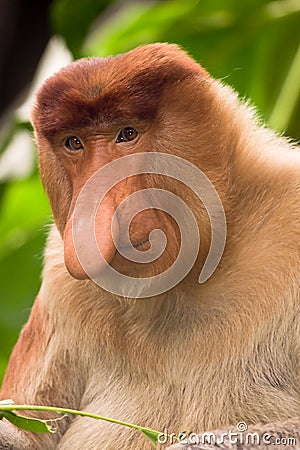 proboscis-monkey-thumb12675784.jpg