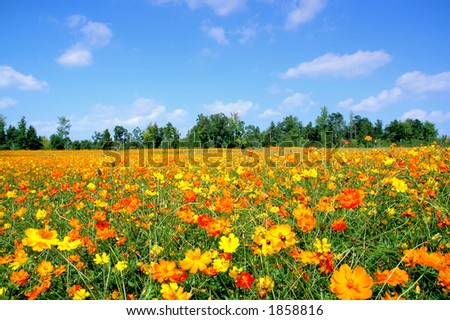 stock-photo-autumn-field-of-wildflowers-1858816.jpg