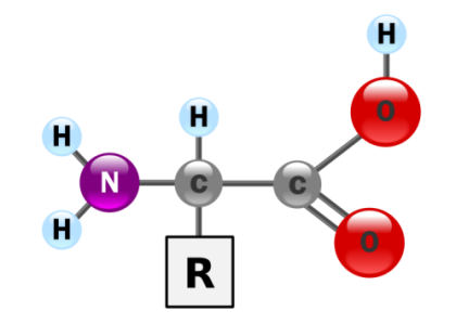 amino-acid-mcat1.png