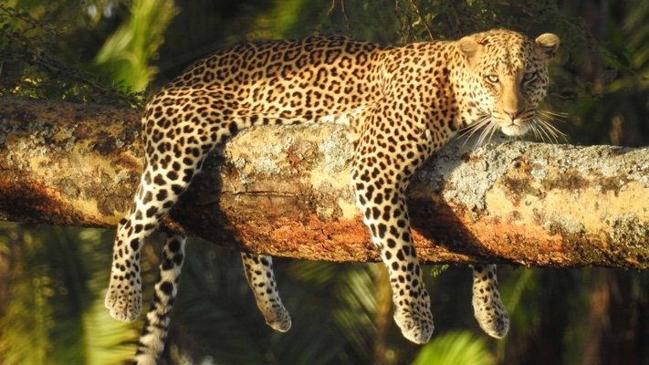 Leopard-Deb-Heath-Botswana.jpg