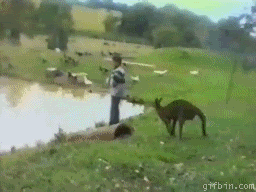 kangaroo-kicks-kid-in-th.gif