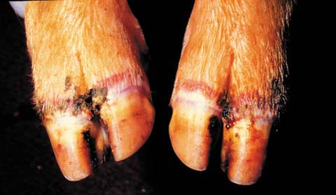 inflamed-feet-pig.jpg