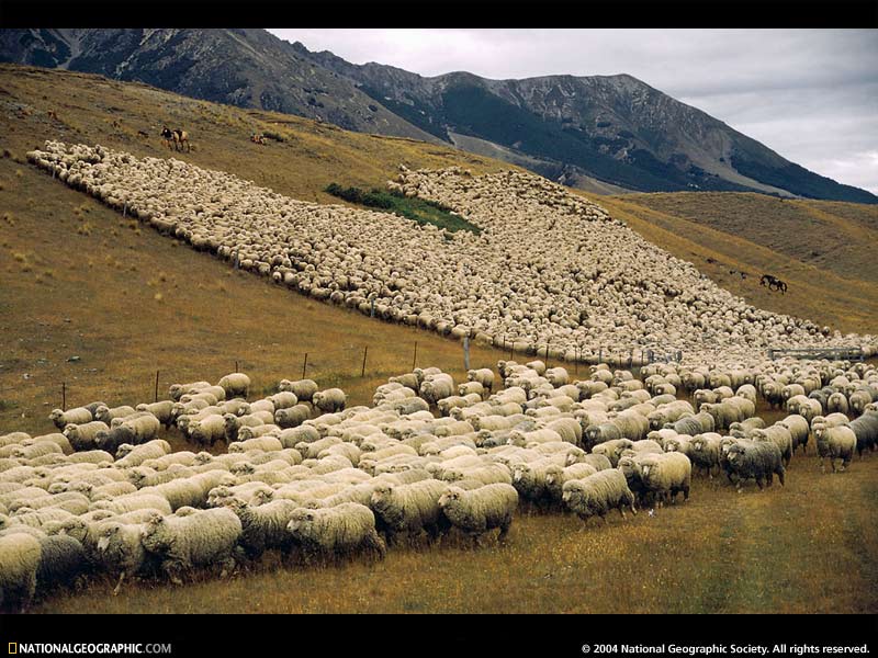 many-sheep.jpg