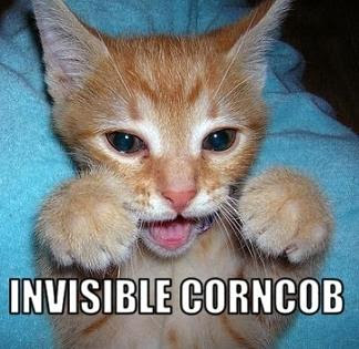invisible_corncob.jpg