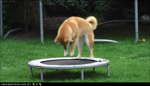 010-funny-animal-gifs-dog-trampoline.gif